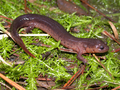 Pseudotriton montanus montanus