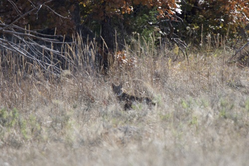Bobcat photographed in Oklahoma