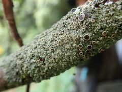 Hyperphyscia plinthiza