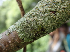 Hyperphyscia plinthiza