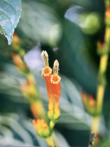 Sanchezia tigrina