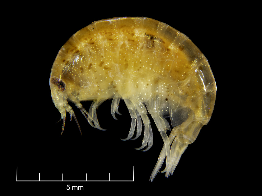Lysianassa ceratina