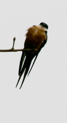 Cecropis senegalensis