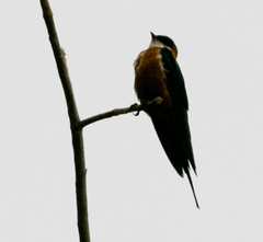 Cecropis senegalensis