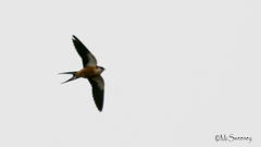 Cecropis senegalensis