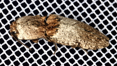 Cryptalaus prosectus