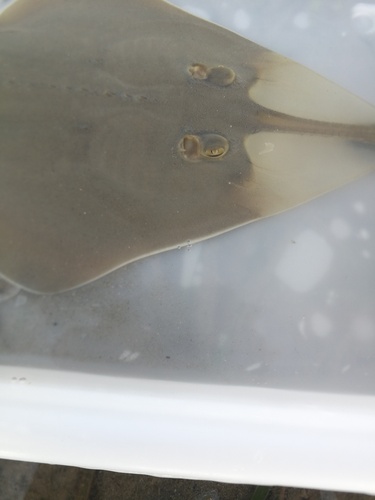 Blackchin guitarfish (Glaucostegus cemiculus) — Glaucostegidae — 4