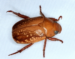 Anoplognathus concolor