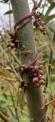 Cuscuta lupuliformis, photograph author not stated, no rights reserved