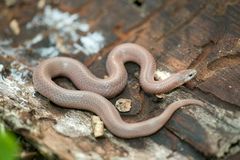 Virginia valeriae elegans