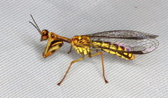 Spaminta minjerribae