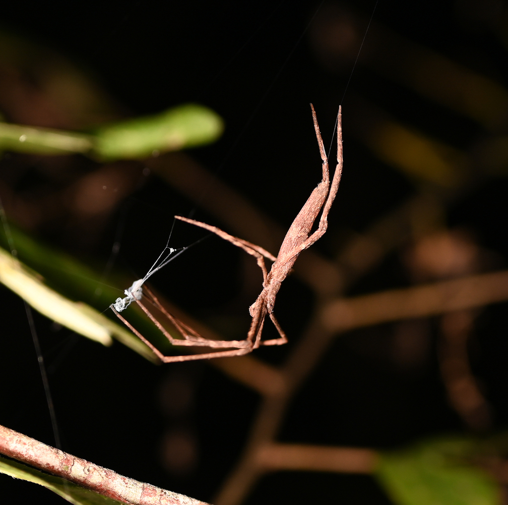 Ogre-faced Spider
