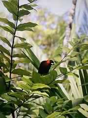 Ramphocelus nigrogularis