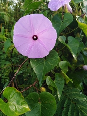 Ipomoea crinicalyx