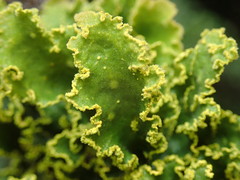 Crocodia rubella