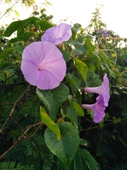 Ipomoea crinicalyx