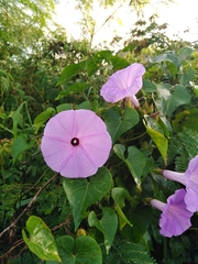 Ipomoea crinicalyx