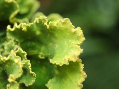 Crocodia rubella