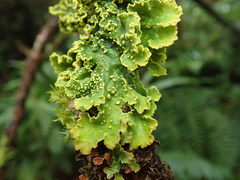 Crocodia rubella