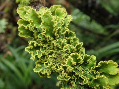 Crocodia rubella