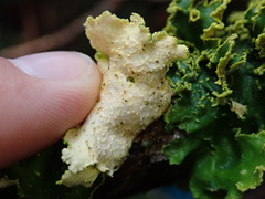 Crocodia rubella
