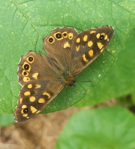 Pararge aegeria