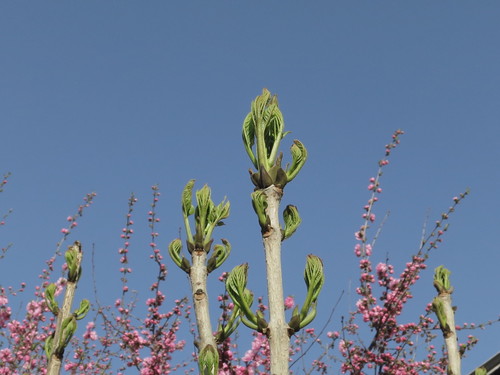 Image of Fraxinus mandshurica by (c) Repina Tatyana, some rights reserved (CC BY)