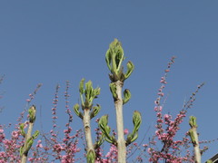 Fraxinus mandshurica