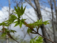 Acer pictum