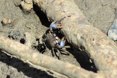 Australoplax tridentata