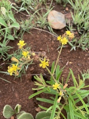 Triumfetta welwitschii