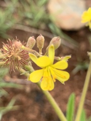 Triumfetta welwitschii