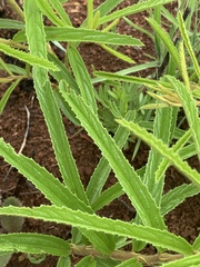 Triumfetta welwitschii