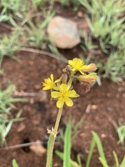 Triumfetta welwitschii