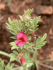 Indigofera hilaris