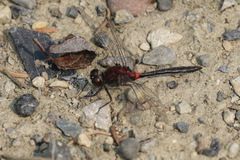 Leucorrhinia proxima