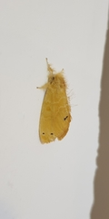 Artaxa guttata
