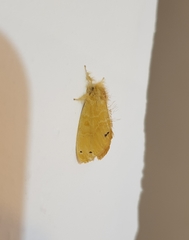 Artaxa guttata
