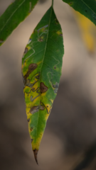 Stigmella longisacca