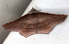 Oenochroma vetustaria