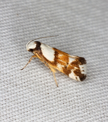 Coesyra hemiphragma