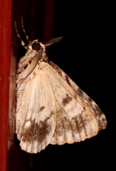 Enchesphora