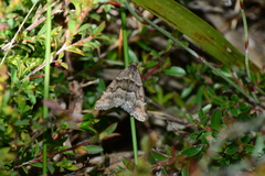 Dichromodes ainaria