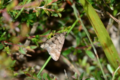 Dichromodes ainaria