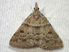 Dichromodes mesogonia