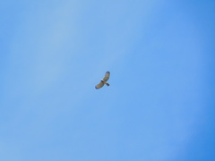 Rupornis magnirostris