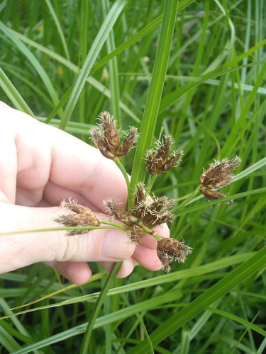 Cosmopolitan bulrush