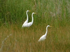 Ardea alba