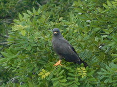 Rostrhamus sociabilis