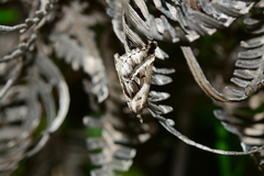 Dichromodes stilbiata